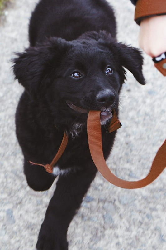 How to Train Your Dog to Walk on a Leash Properly