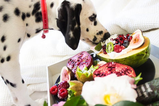 The Impact of Diet on Dog Health