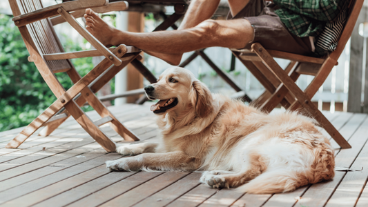 5 Fun Dog Activities to Make the Most of Labor Day Weekend