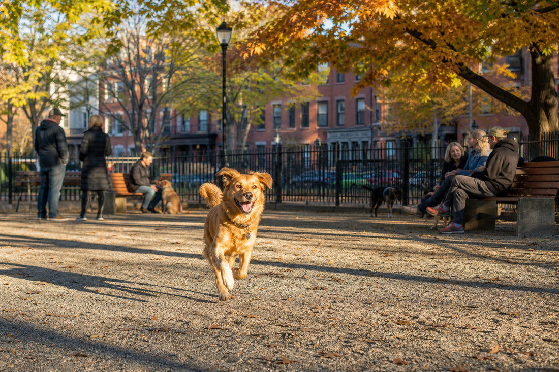 Best Dog Parks in Boston: 9 Off-Leash Parks, Off-Leash Hours Rules, and Dog-Friendly Patios for 2026