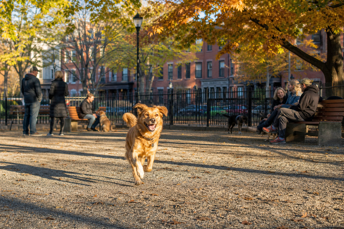 Best Dog Parks in Boston: 9 Off-Leash Parks, Off-Leash Hours Rules, and Dog-Friendly Patios for 2026