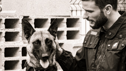 The Value of Military Dogs