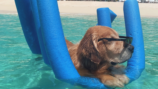 Health Benefits of Swimming for your Dog