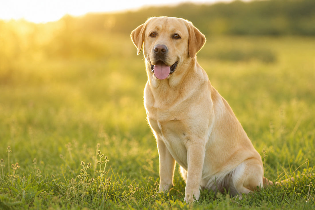 Labrador Retriever: Complete Breed Guide — Temperament, Health, Costs, and Care Tips for 2026