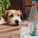 Table Etiquette for Your Dog