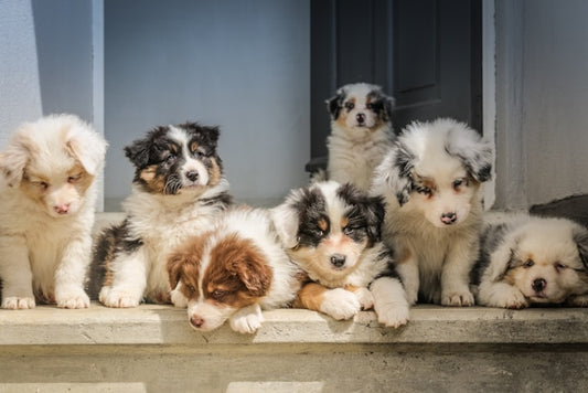 Integrating a New Dog into a Household with Other Pets