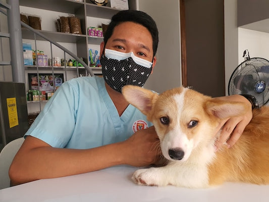 How to Choose the Right Veterinarian for Your Dog: A Comprehensive Guide