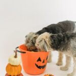 What Dogs Can Eat for Halloween