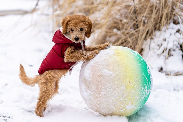 Guide to Safe Dog Toys: What to Buy and What to Avoid